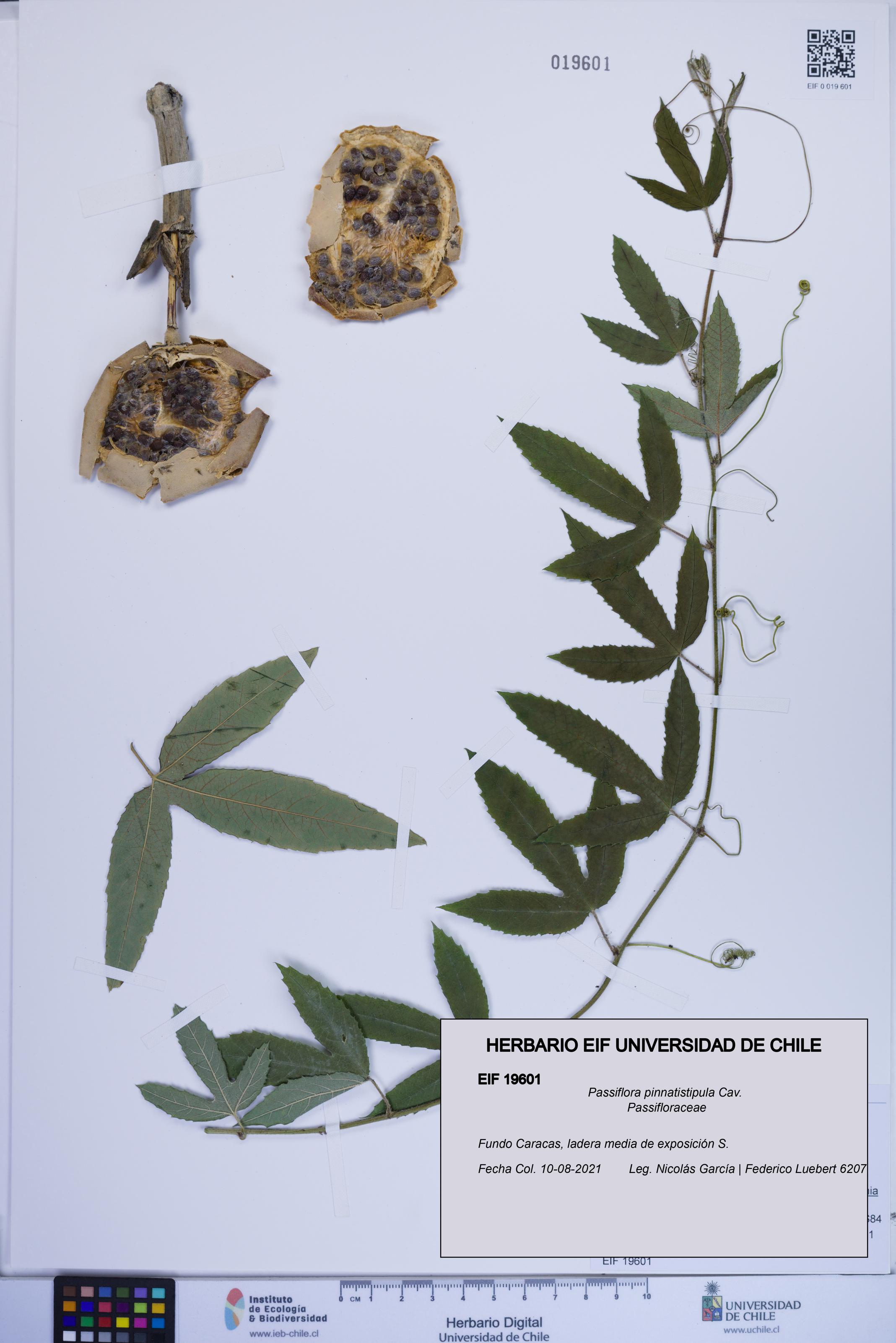 Passiflora pinnatistipula [Espécimen: ]