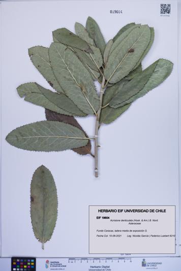Acrisione denticulata [Espécimen: ]