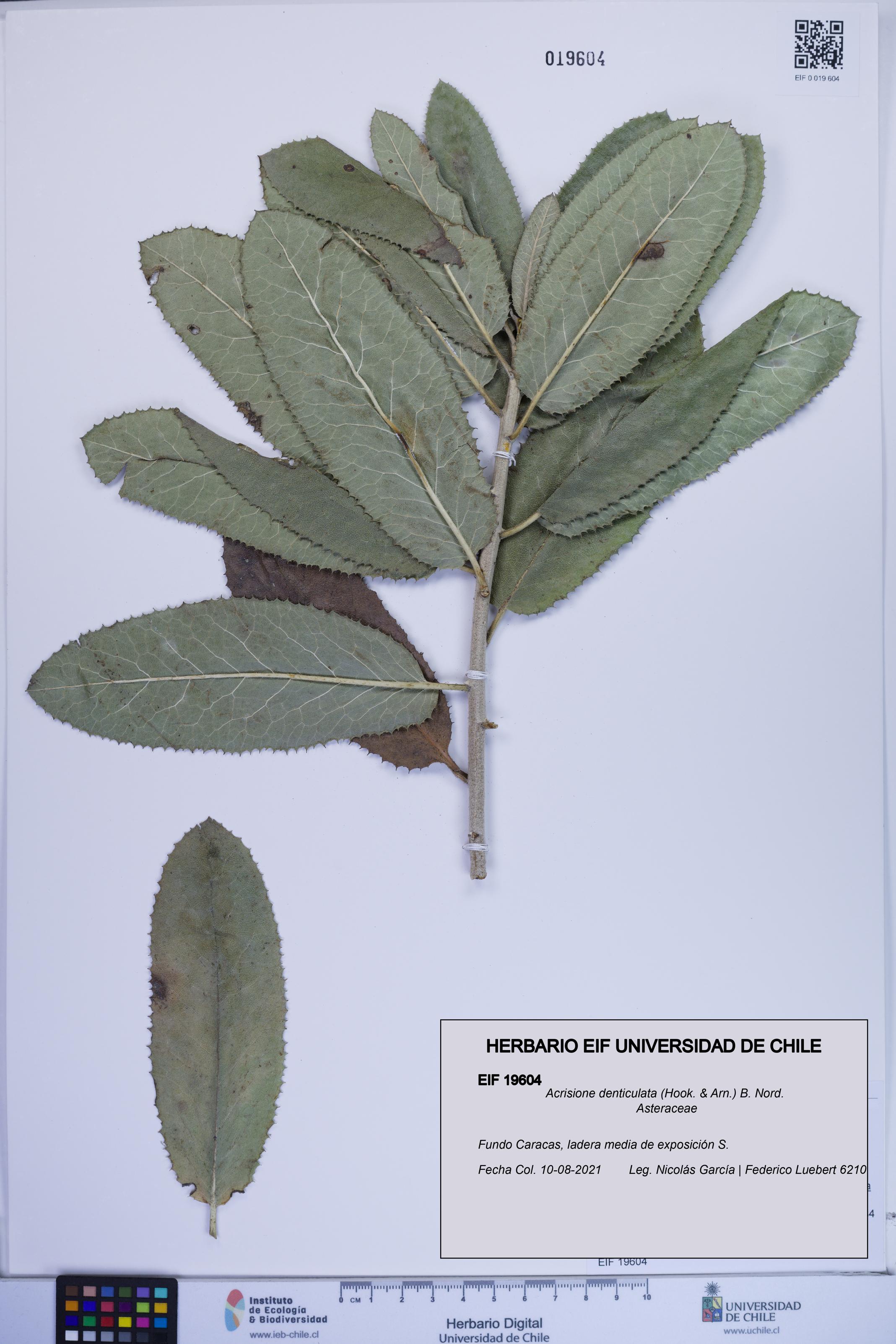 Acrisione denticulata [Espécimen: ]