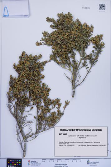 Myrceugenia rufa [Espécimen: ]