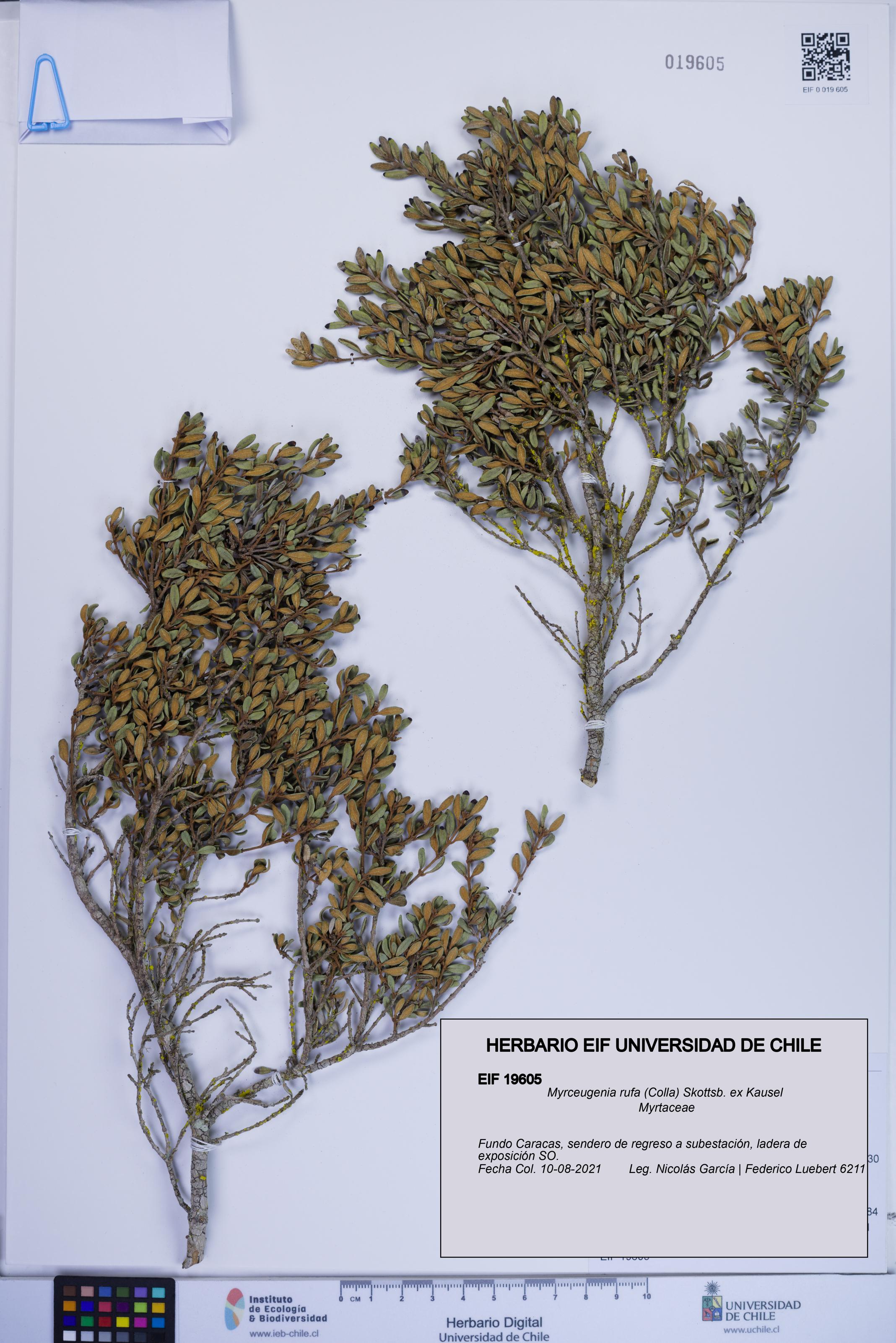 Myrceugenia rufa [Espécimen: ]
