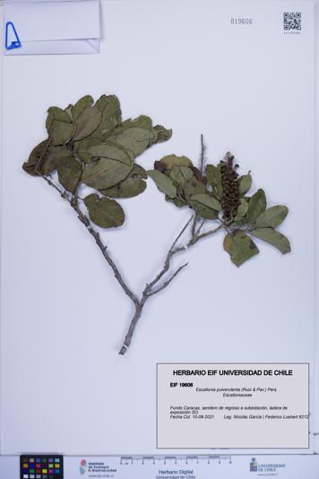 Escallonia pulverulenta [Espécimen: ]