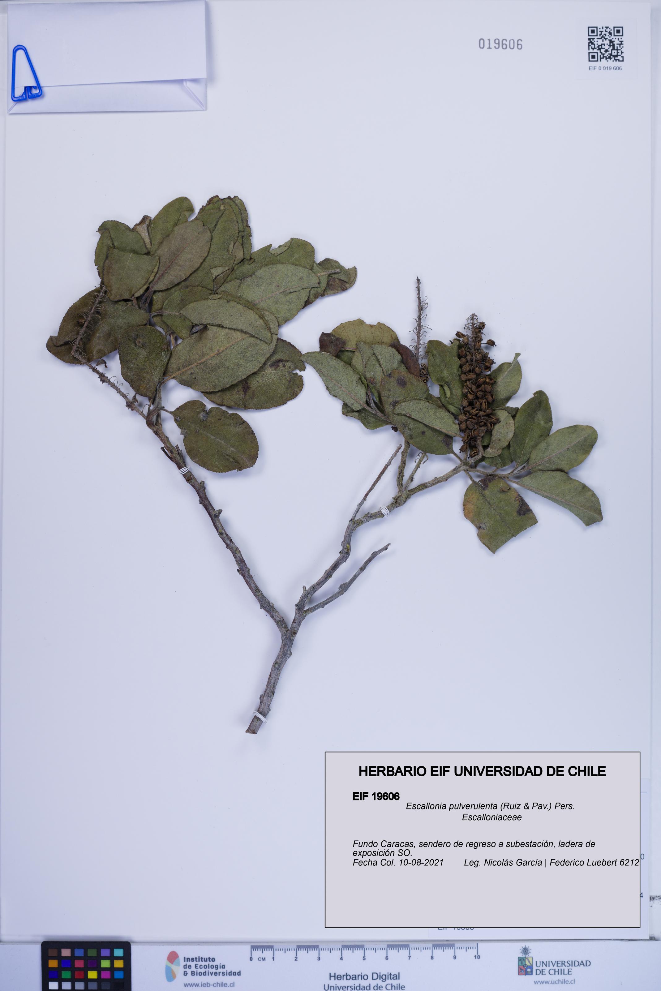 Escallonia pulverulenta [Espécimen: ]