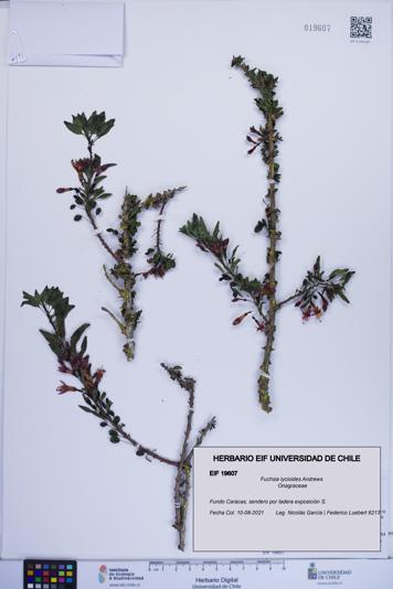 Fuchsia lycioides [Espécimen: ]