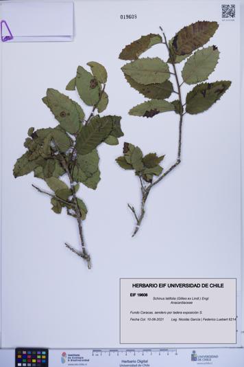 Schinus latifolia [Espécimen: ]