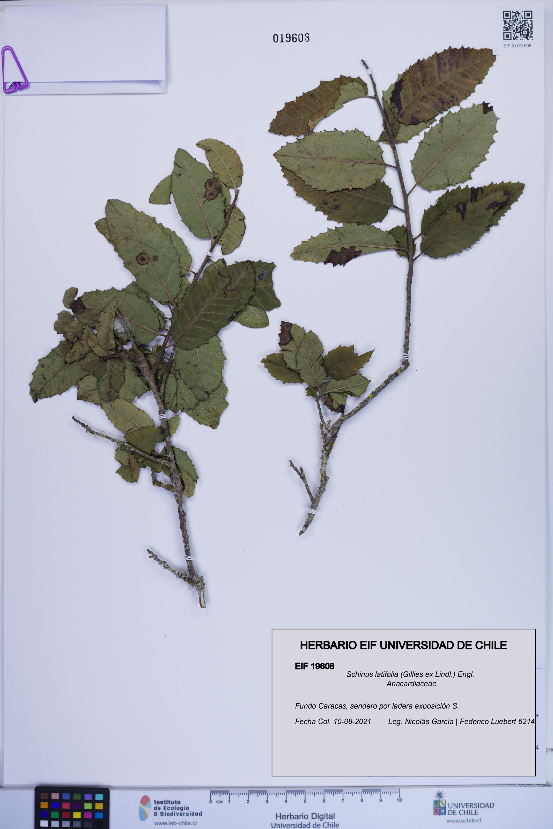 Schinus latifolia [Espécimen: ]