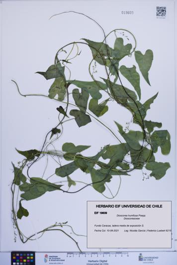 Dioscorea humifusa [Espécimen: ]