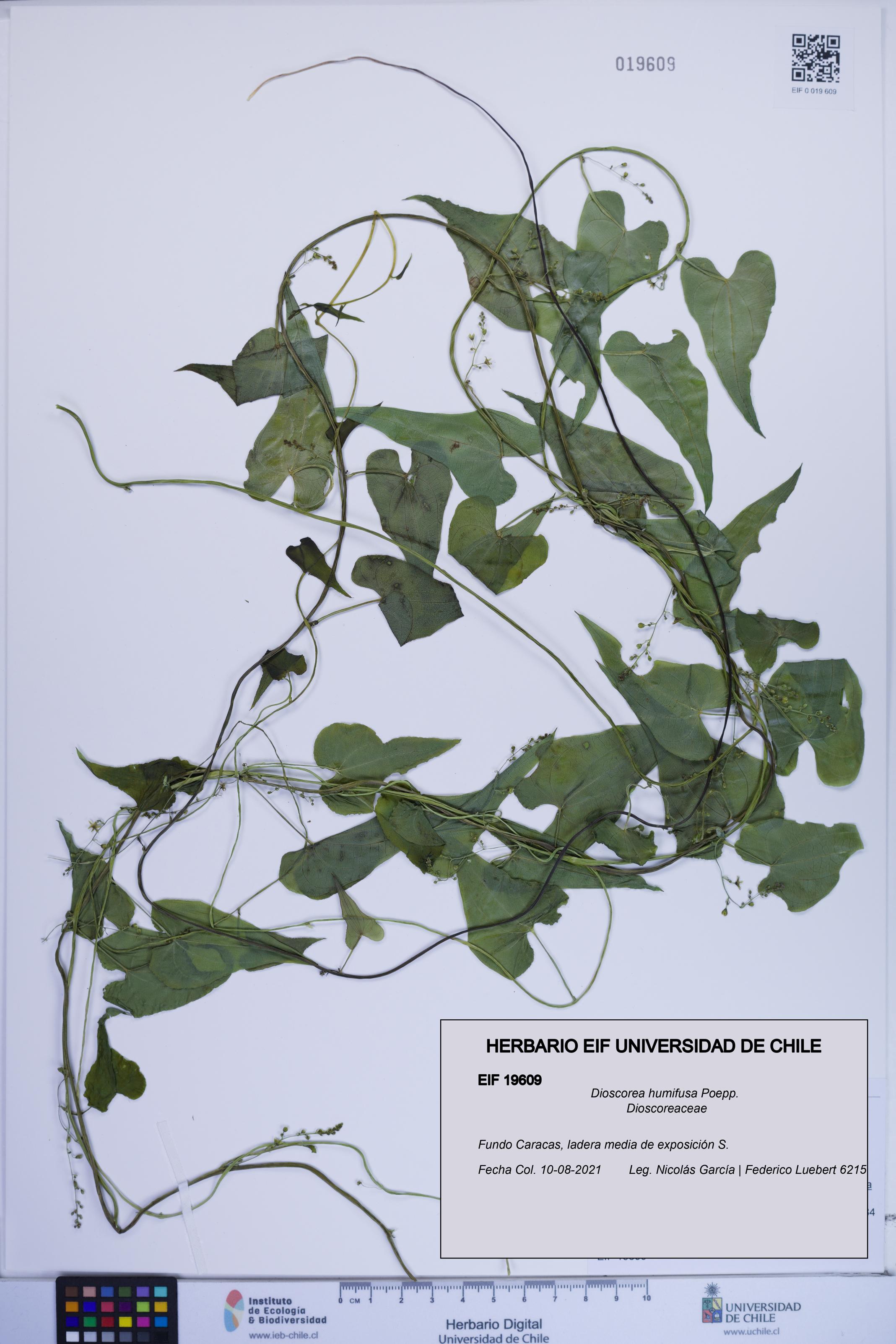 Dioscorea humifusa [Espécimen: ]
