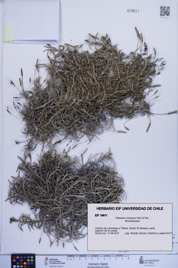 Tillandsia virescens [Espécimen: ]