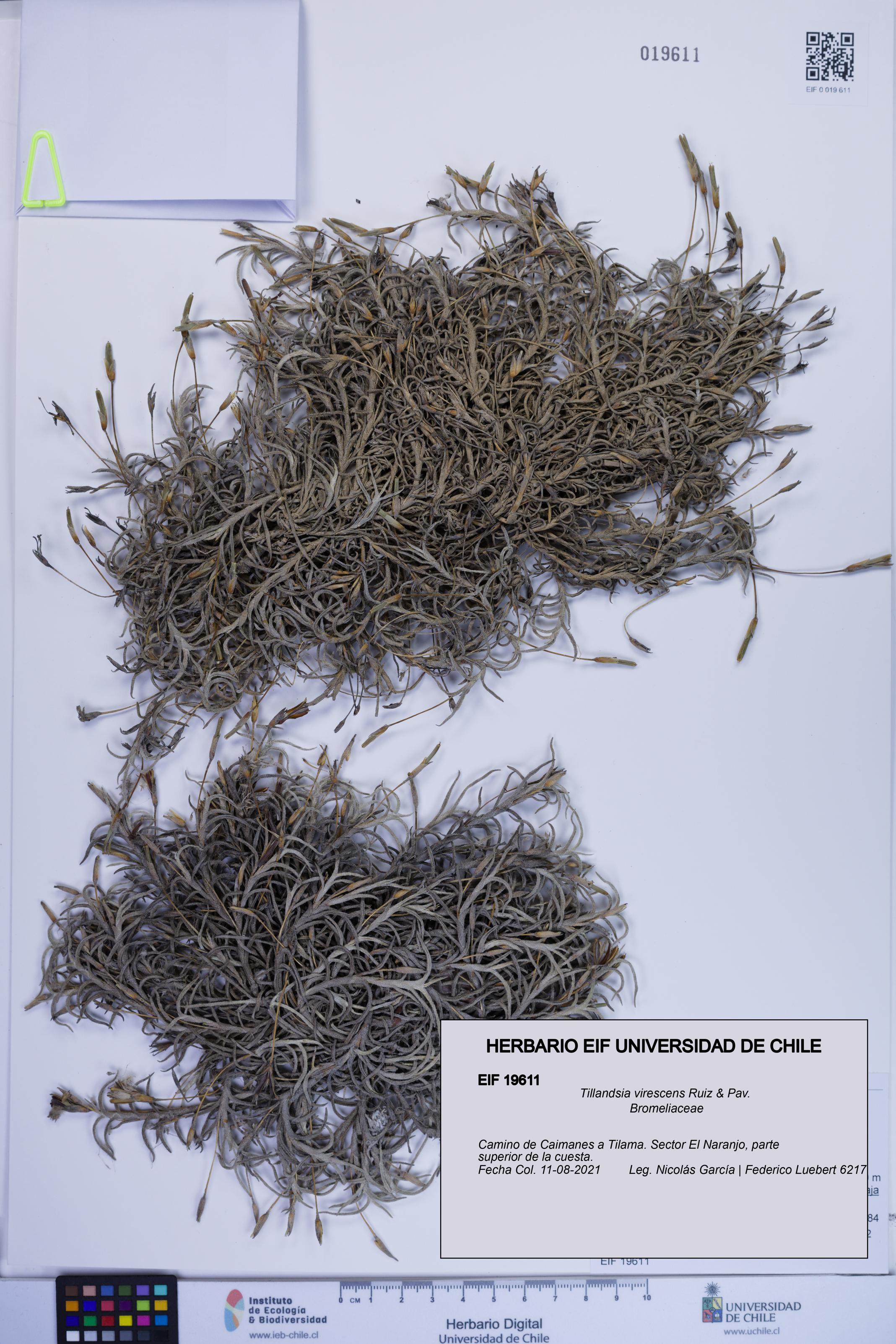 Tillandsia virescens [Espécimen: ]