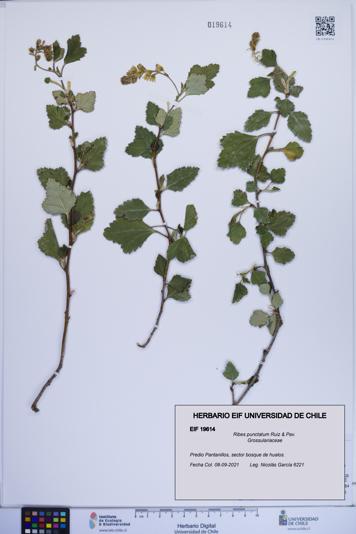 Ribes punctatum [Espécimen: ]