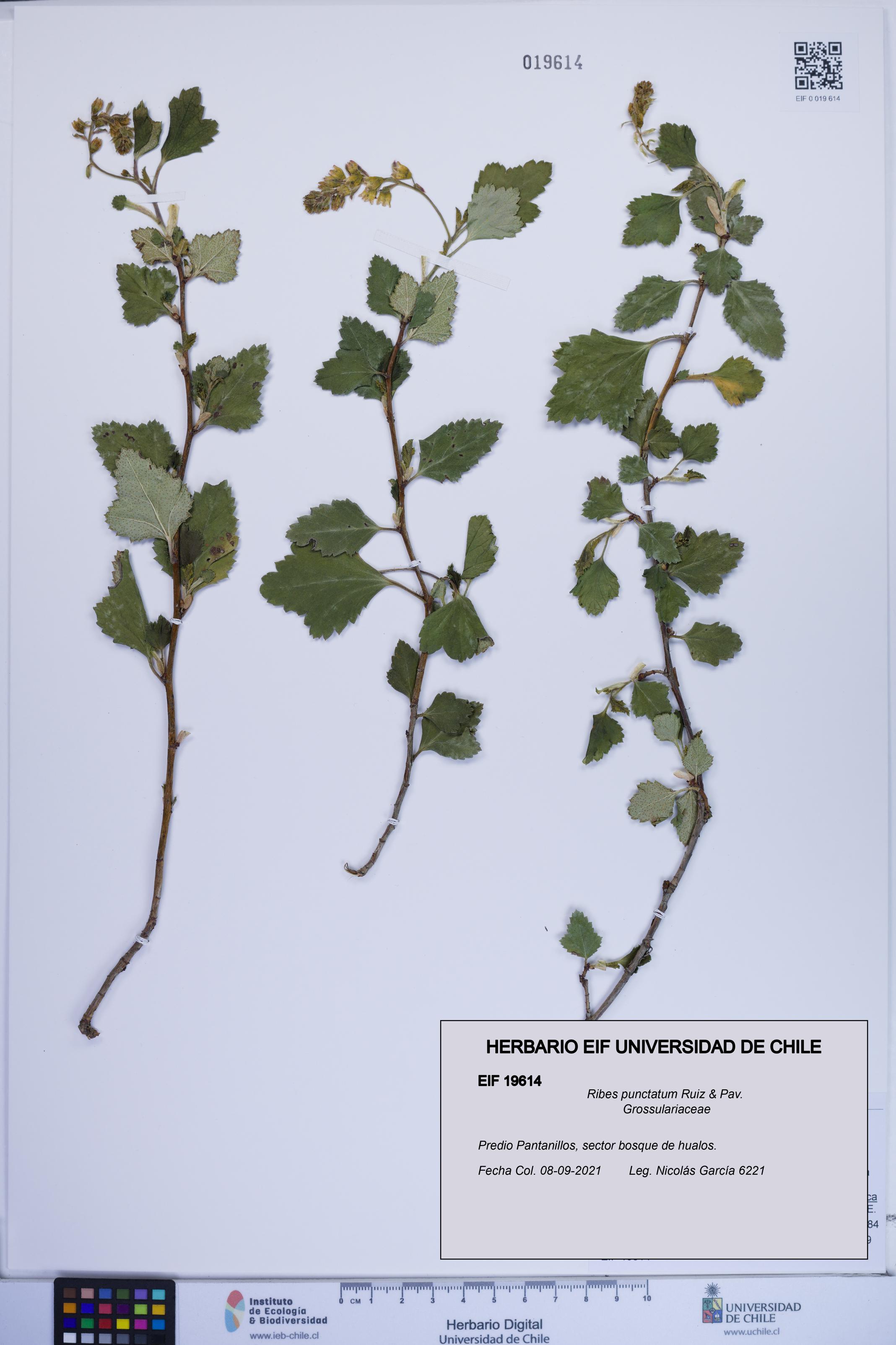 Ribes punctatum [Espécimen: ]