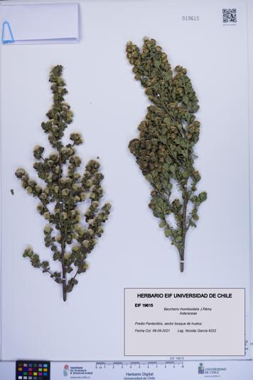 Baccharis rhomboidalis [Espécimen: ]