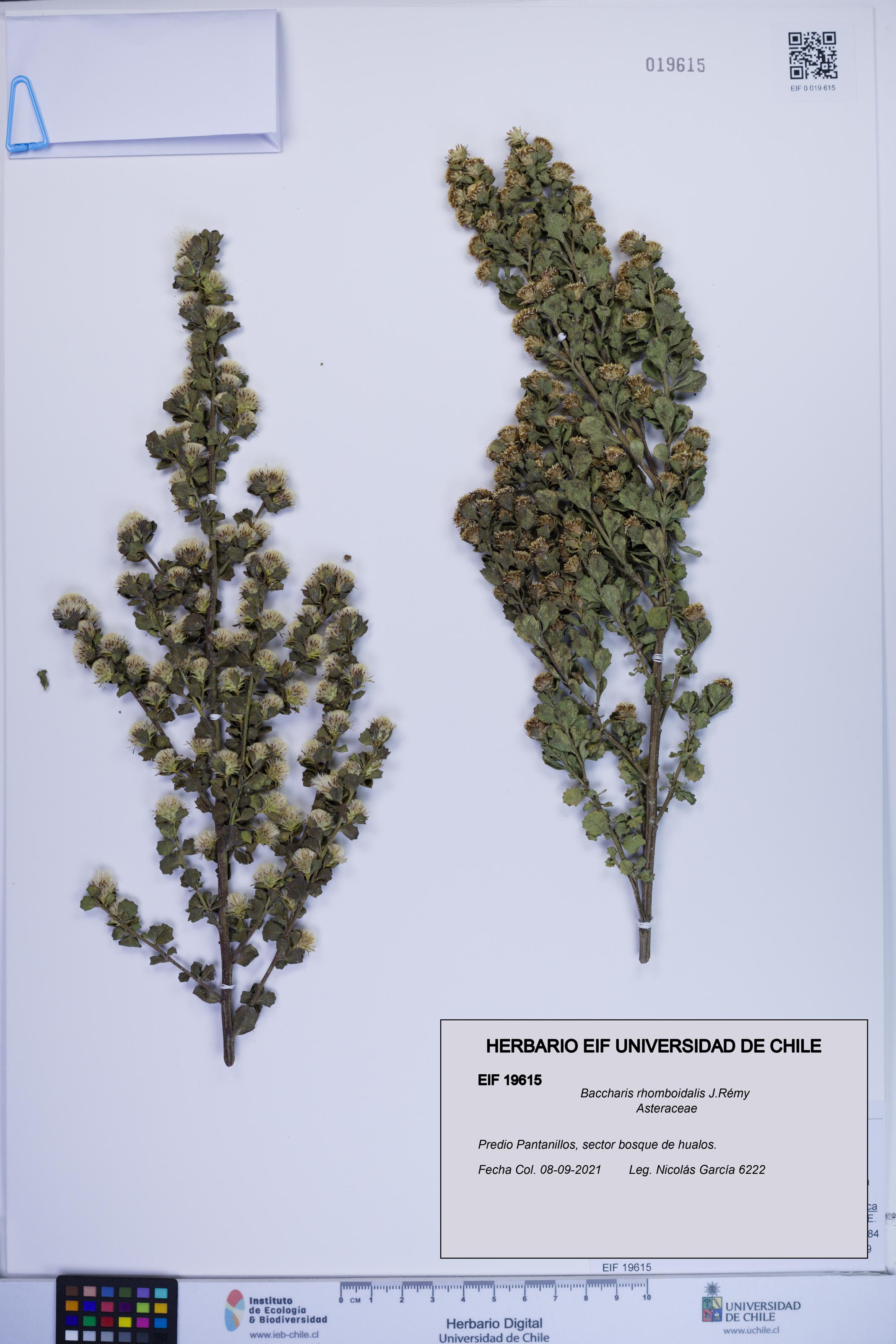 Baccharis rhomboidalis [Espécimen: ]