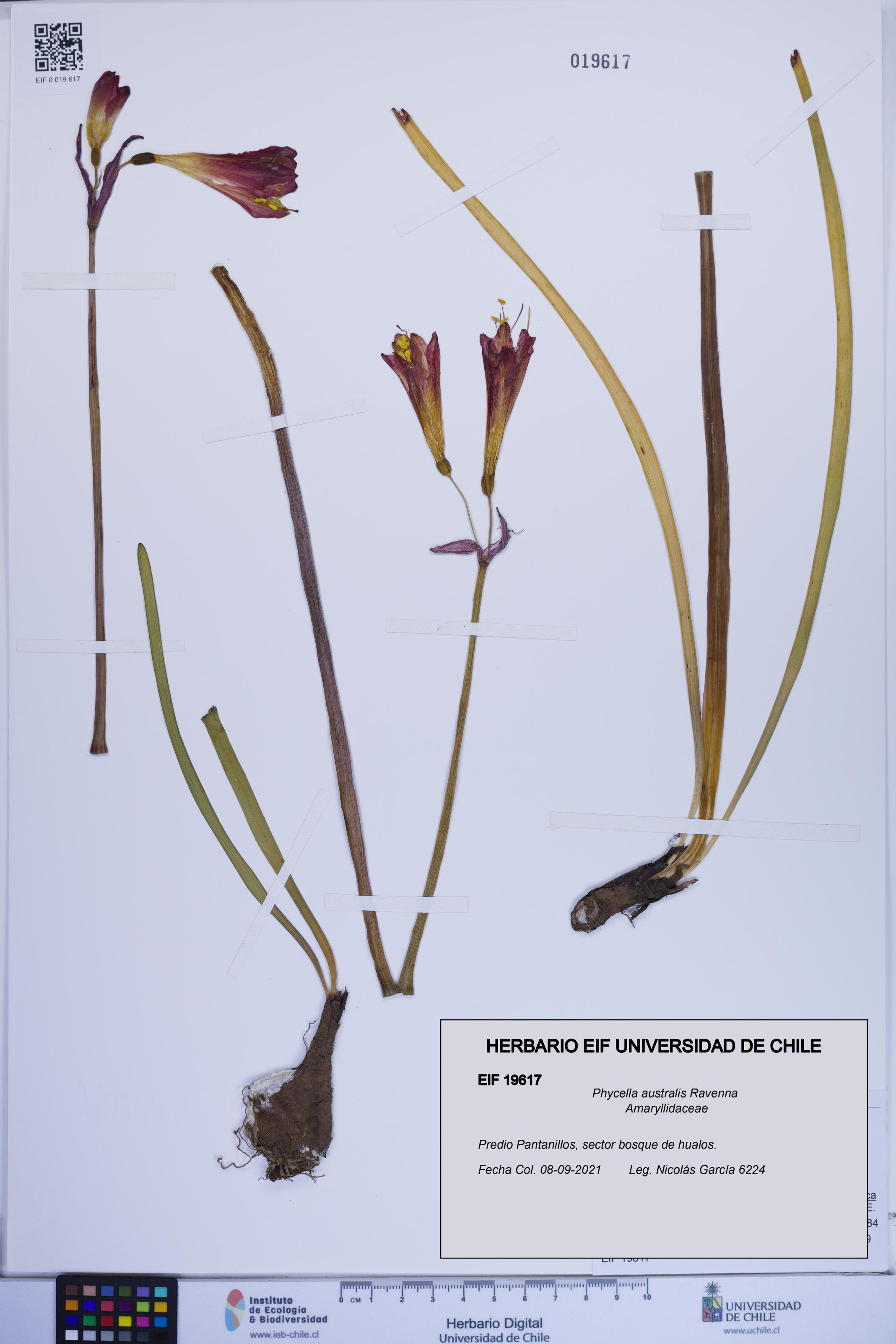 Phycella australis [Espécimen: ]