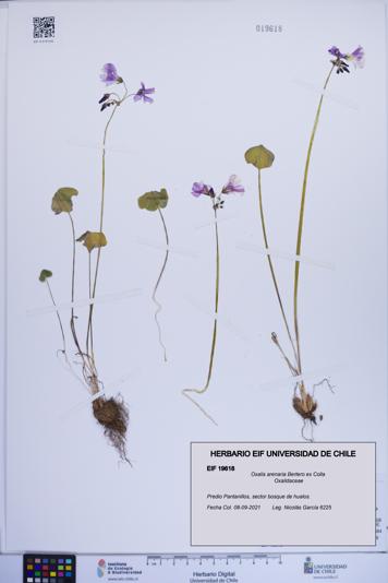 Oxalis arenaria [Espécimen: ]