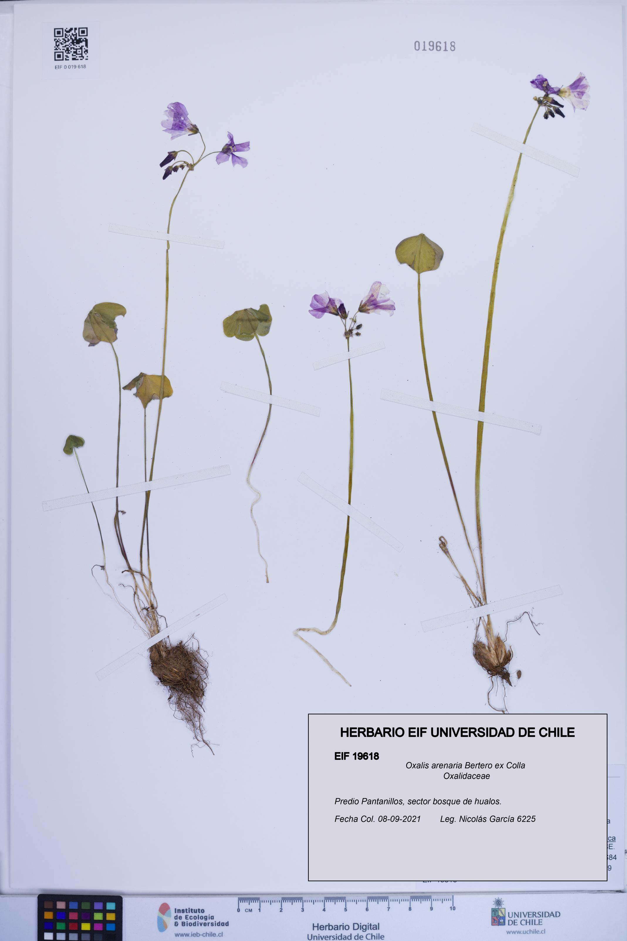 Oxalis arenaria [Espécimen: ]