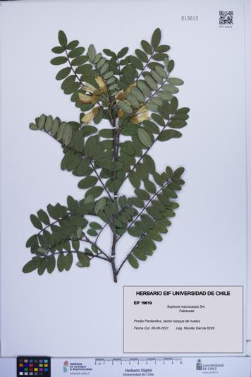 Sophora macrocarpa [Espécimen: ]