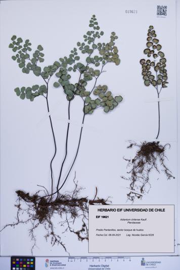 Adiantum chilense [Espécimen: ]