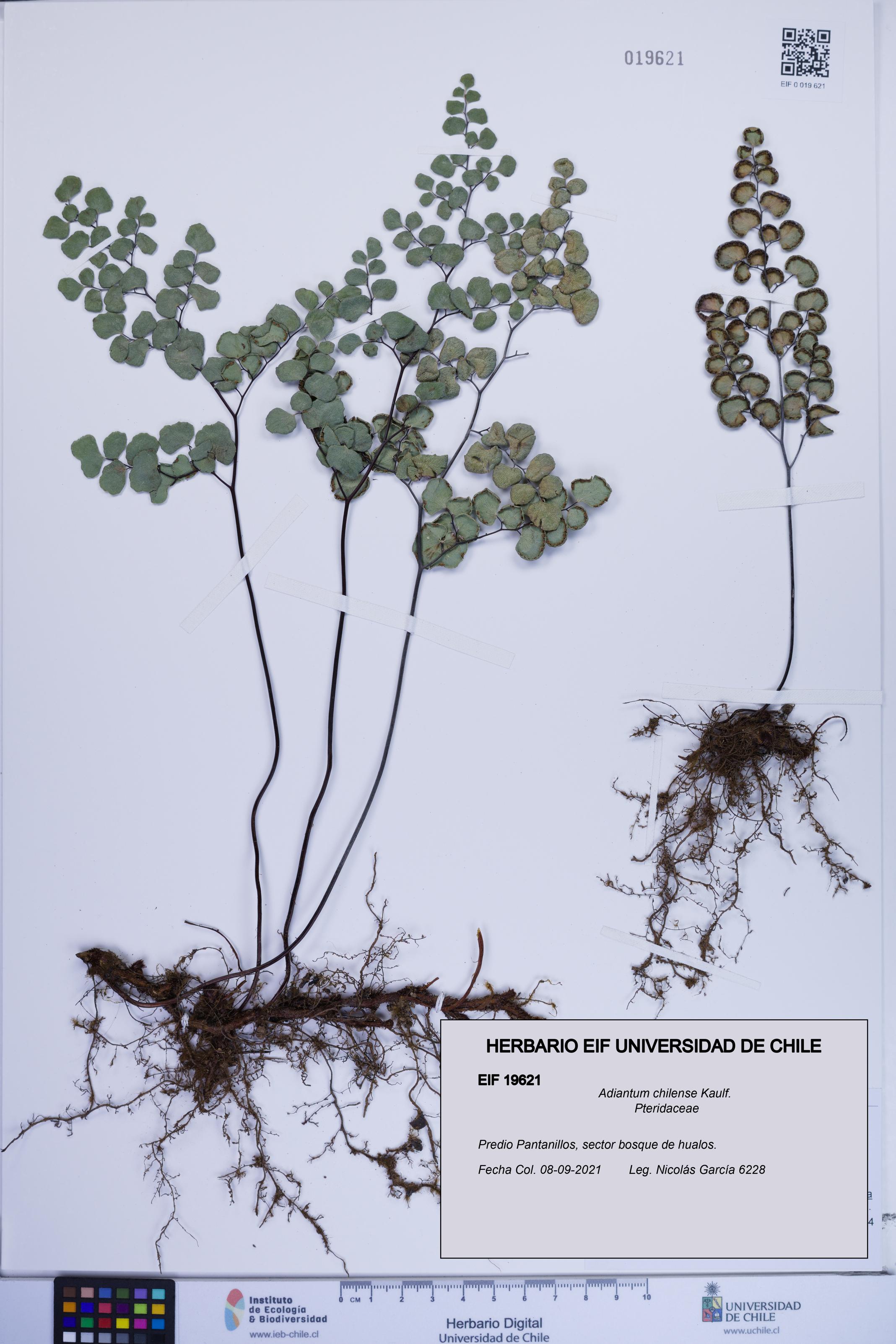 Adiantum chilense [Espécimen: ]
