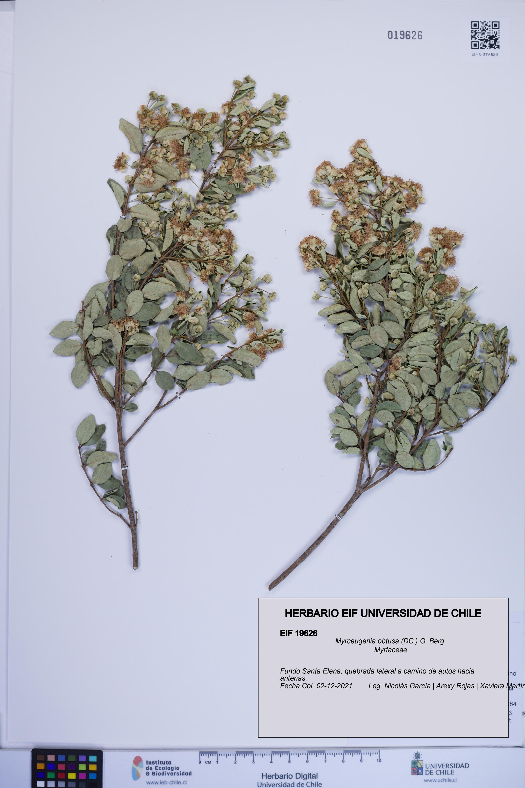 Myrceugenia obtusa [Espécimen: ]