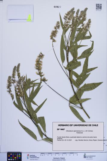 Otholobium glandulosum [Espécimen: ]