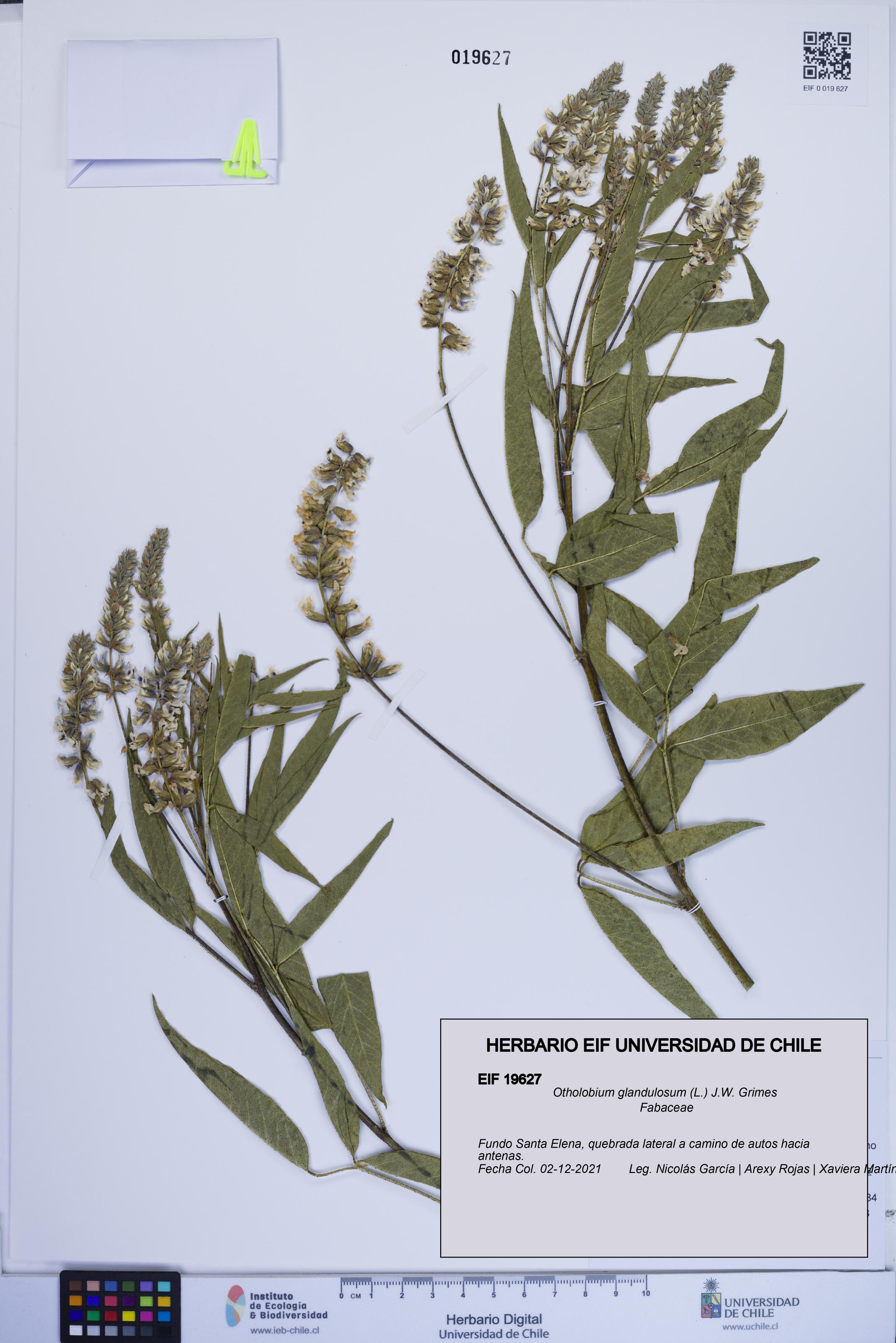 Otholobium glandulosum [Espécimen: ]