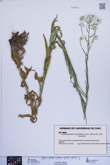 Pseudognaphalium cheiranthifolium [Espécimen: ]