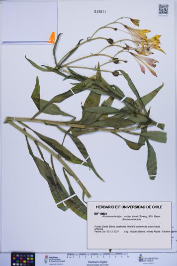 Alstroemeria ligtu subsp. simsii [Espécimen: ]