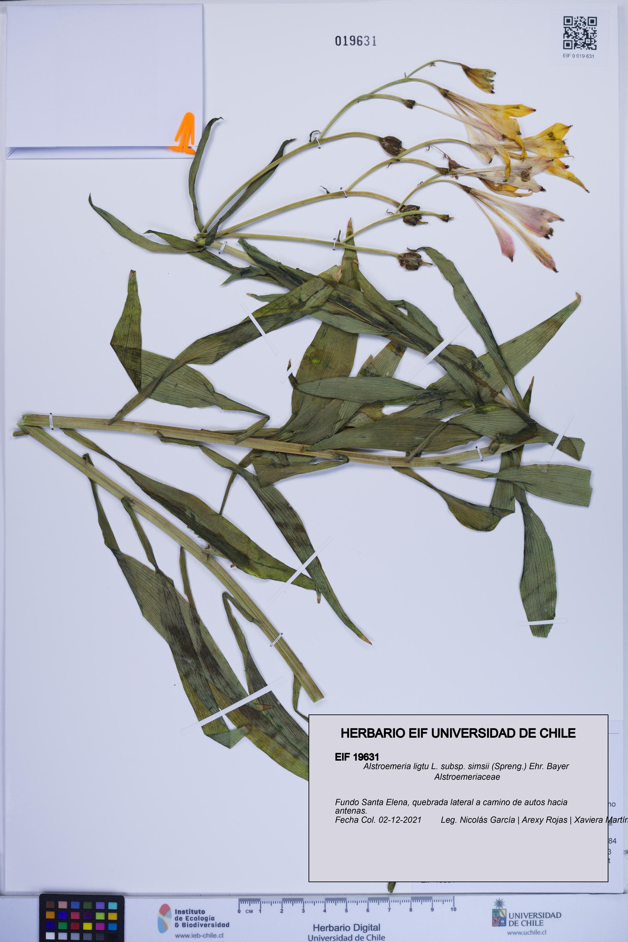 Alstroemeria ligtu subsp. simsii [Espécimen: ]