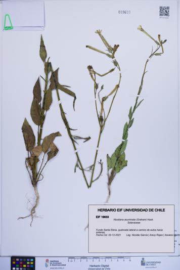 Nicotiana acuminata [Espécimen: ]