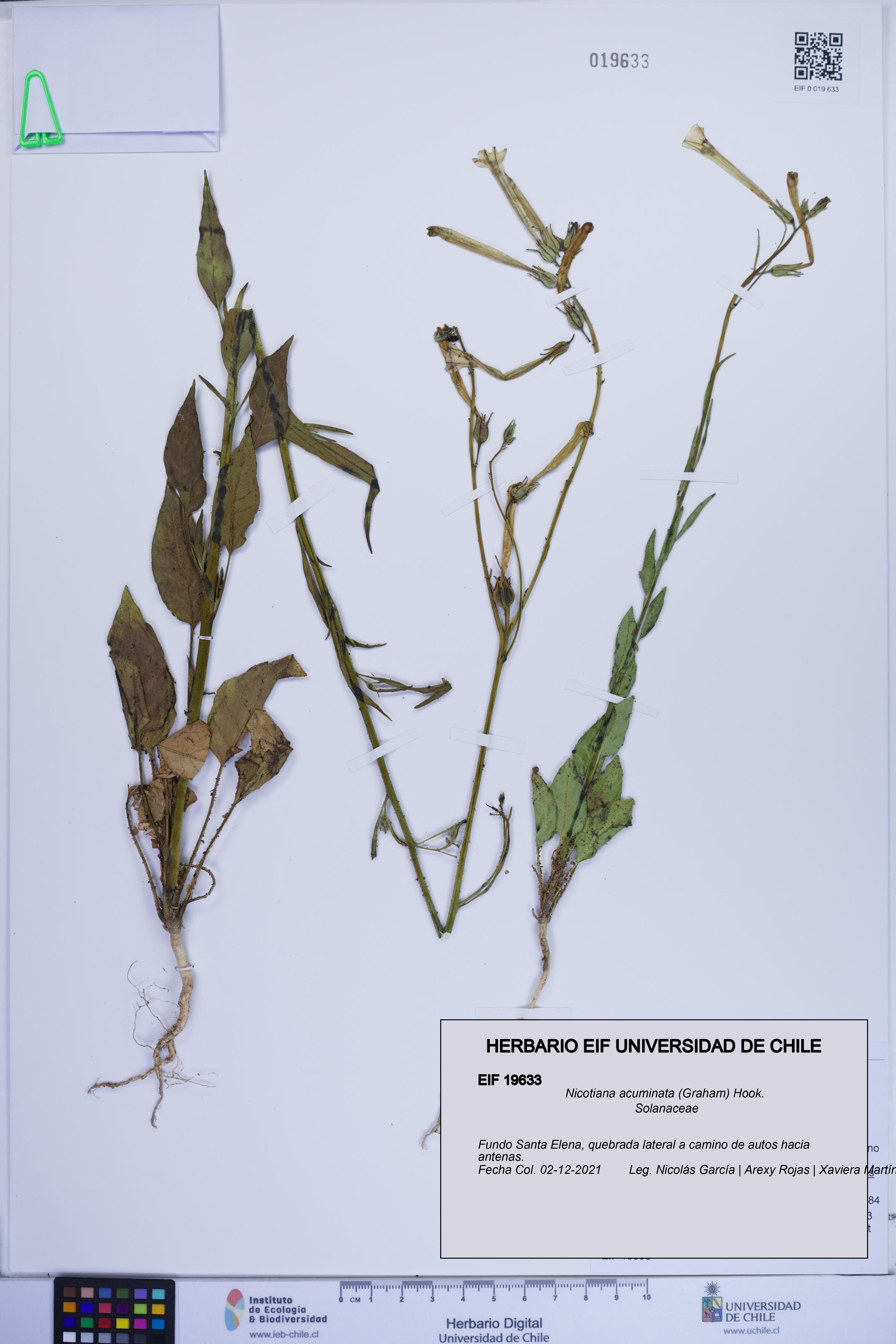 Nicotiana acuminata [Espécimen: ]