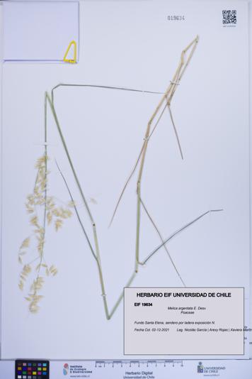 Melica argentata [Espécimen: ]