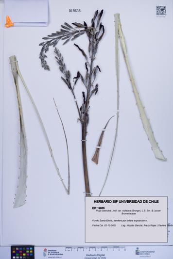 Puya coerulea var. violacea [Espécimen: ]