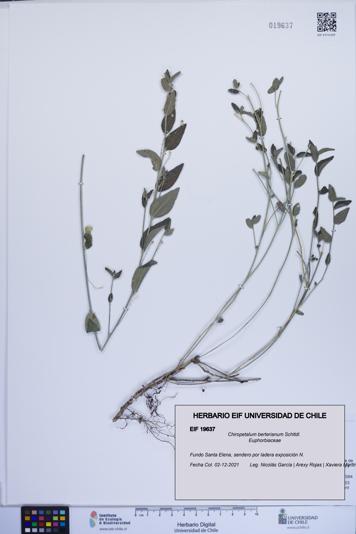 Chiropetalum berterianum [Espécimen: ]