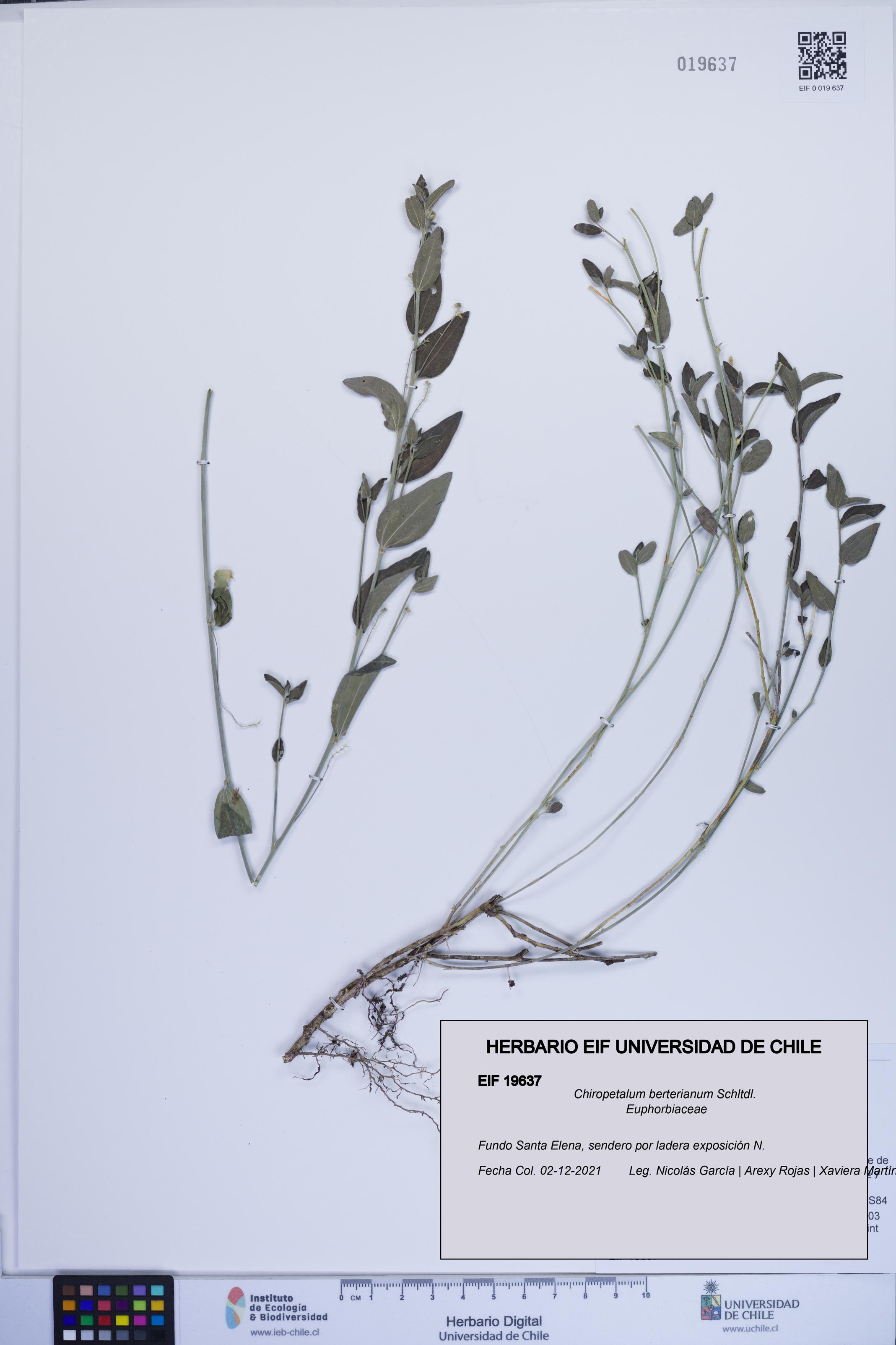 Chiropetalum berterianum [Espécimen: ]