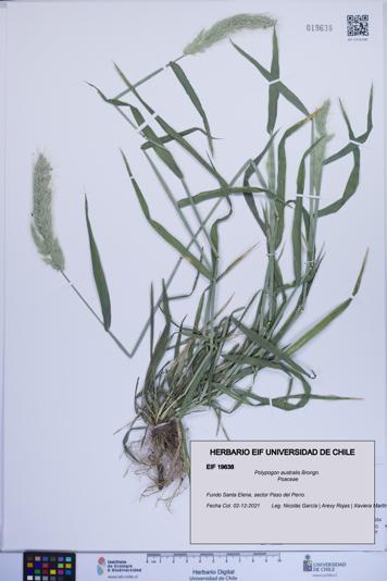 Polypogon australis [Espécimen: ]