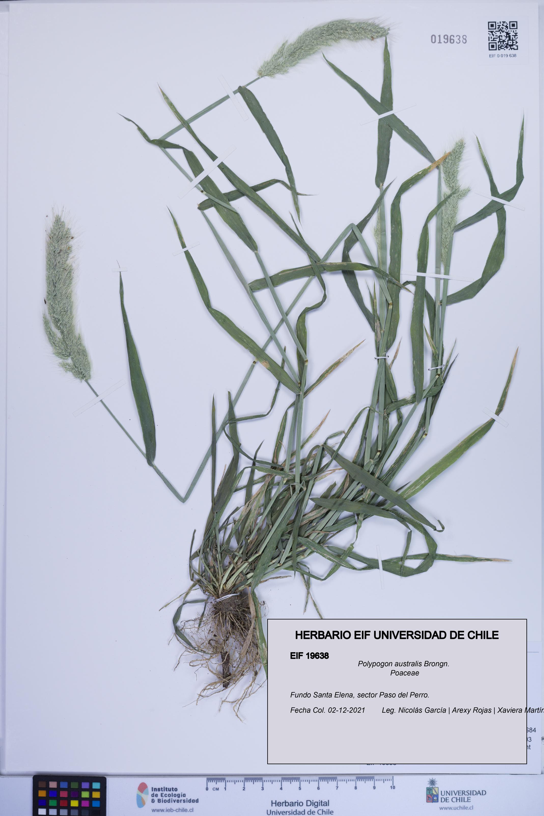 Polypogon australis [Espécimen: ]