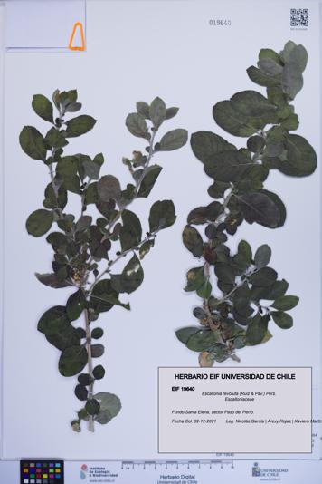 Escallonia revoluta [Espécimen: ]