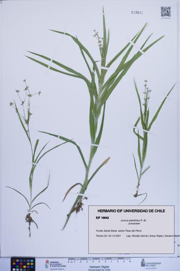 Juncus planifolius [Espécimen: ]