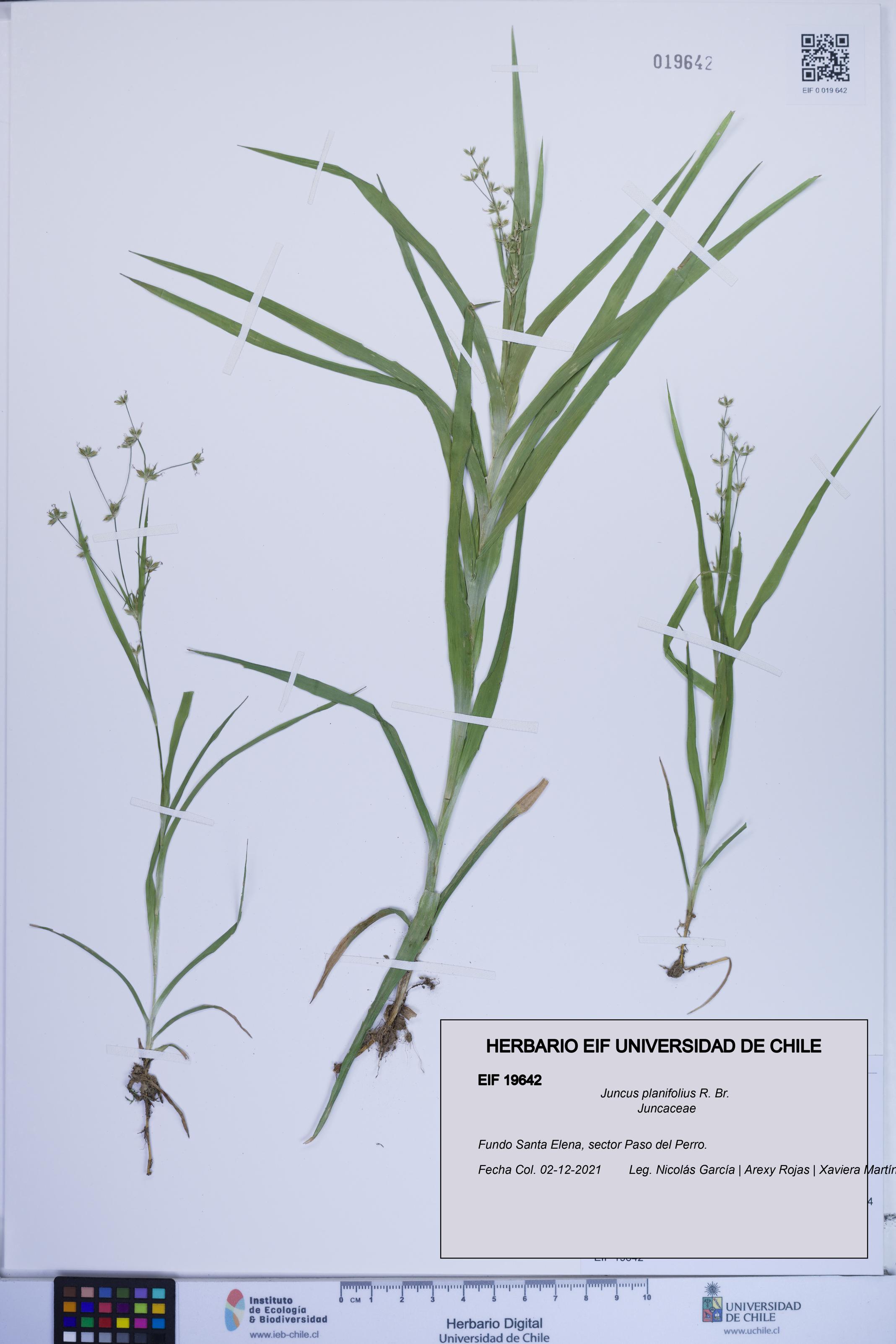 Juncus planifolius [Espécimen: ]