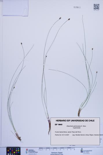 Eleocharis pachycarpa [Espécimen: ]
