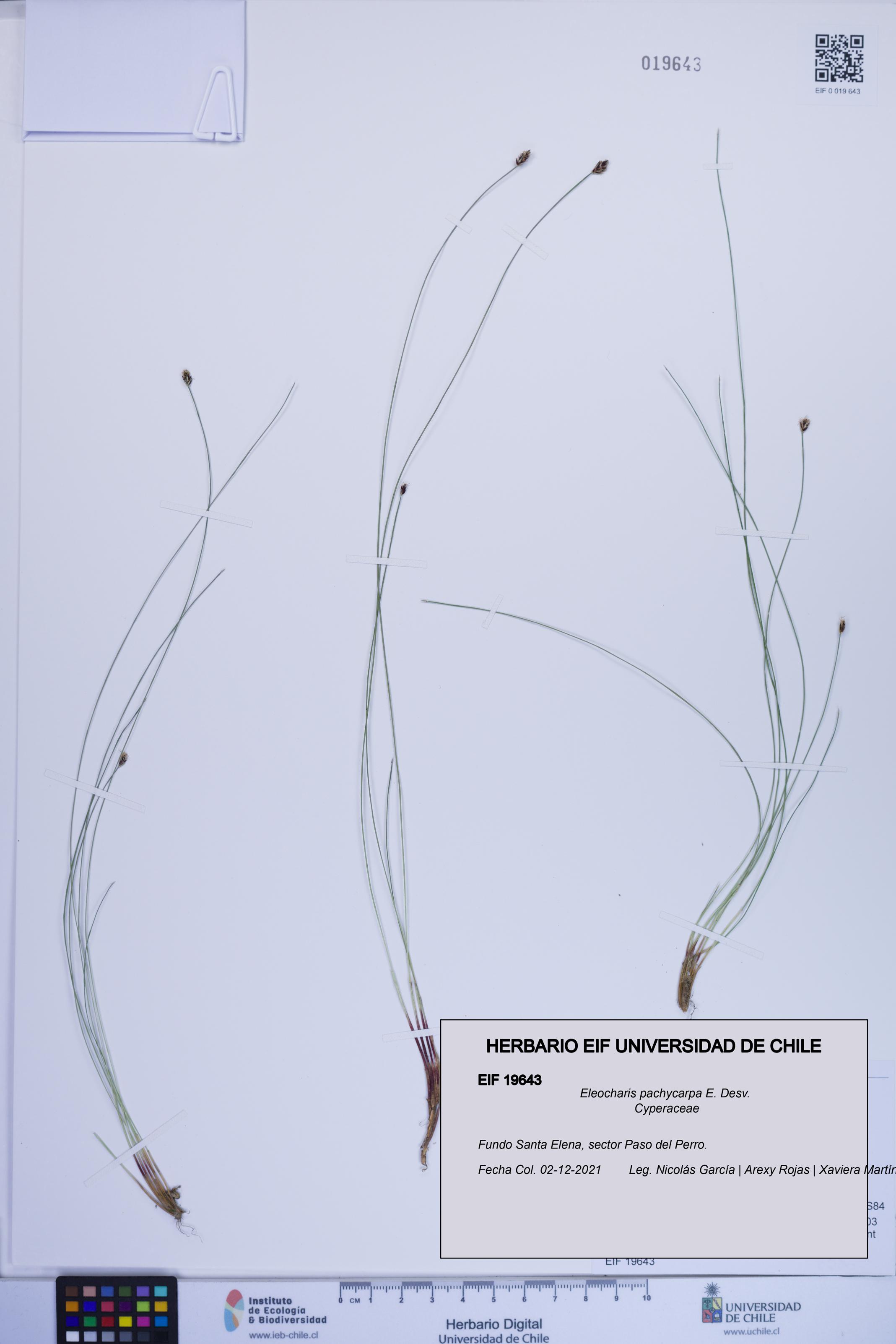 Eleocharis pachycarpa [Espécimen: ]