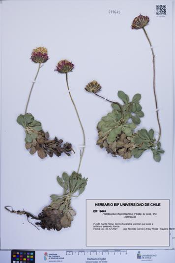 Haplopappus macrocephalus [Espécimen: ]