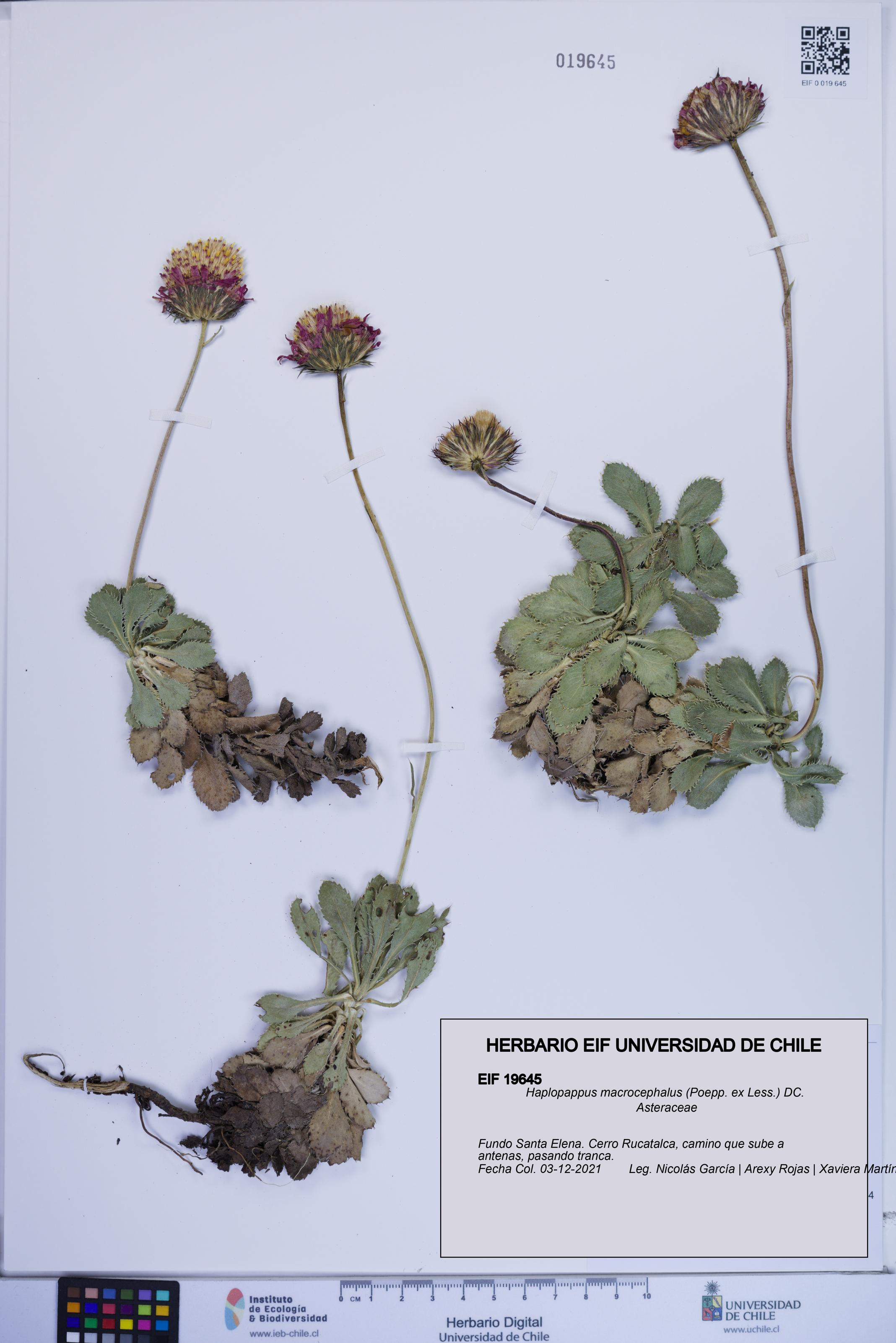 Haplopappus macrocephalus [Espécimen: ]