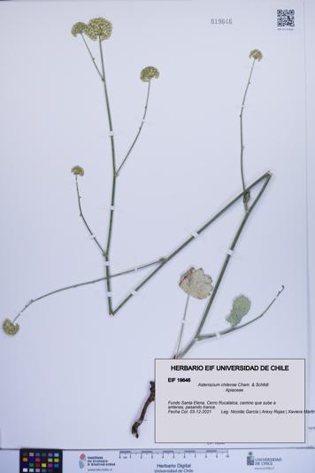 Asteriscium chilense [Espécimen: ]