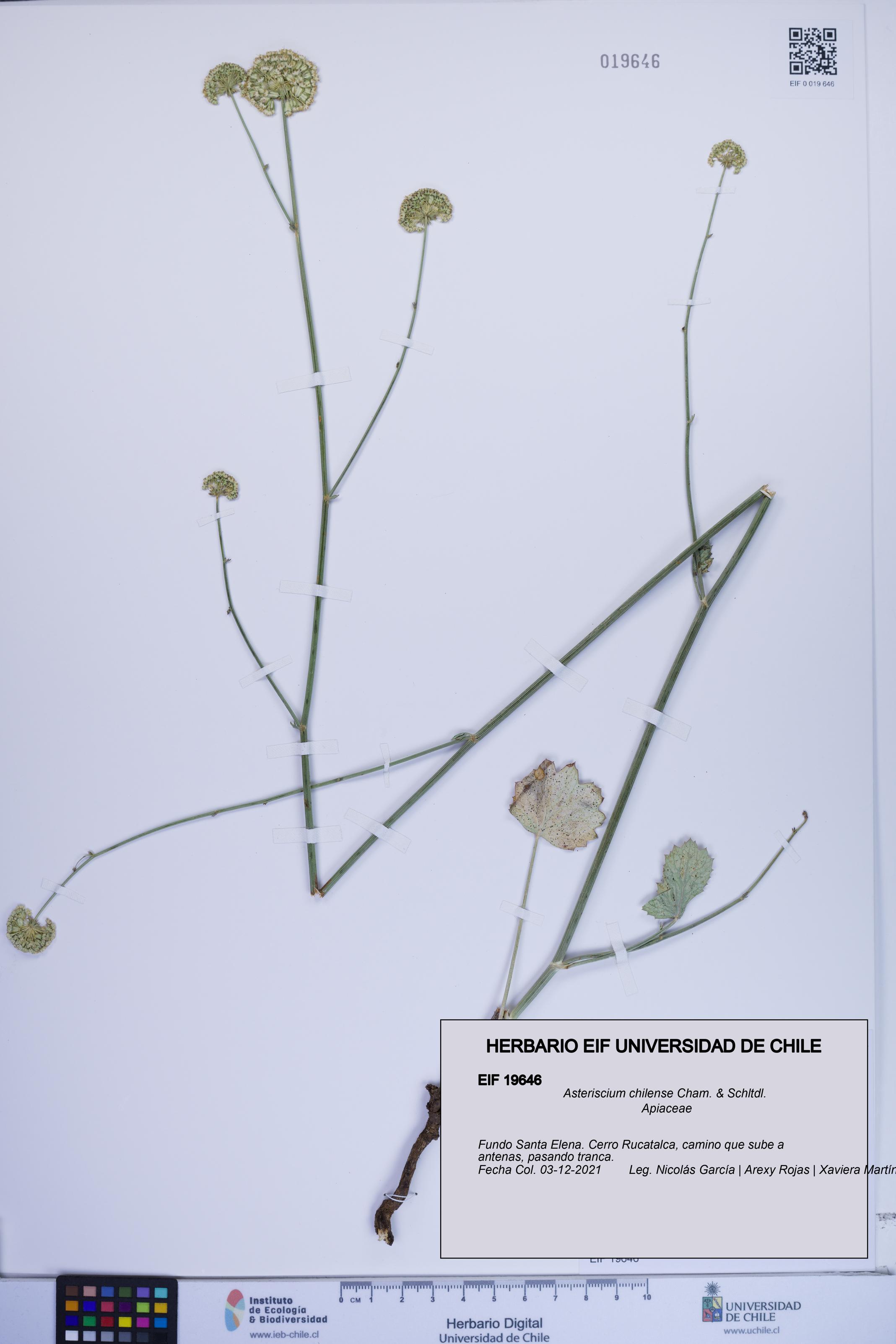 Asteriscium chilense [Espécimen: ]