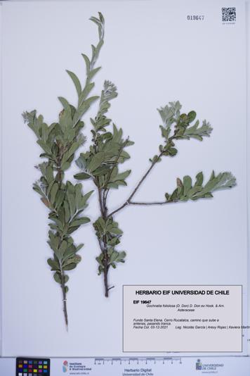 Gochnatia foliolosa [Espécimen: ]