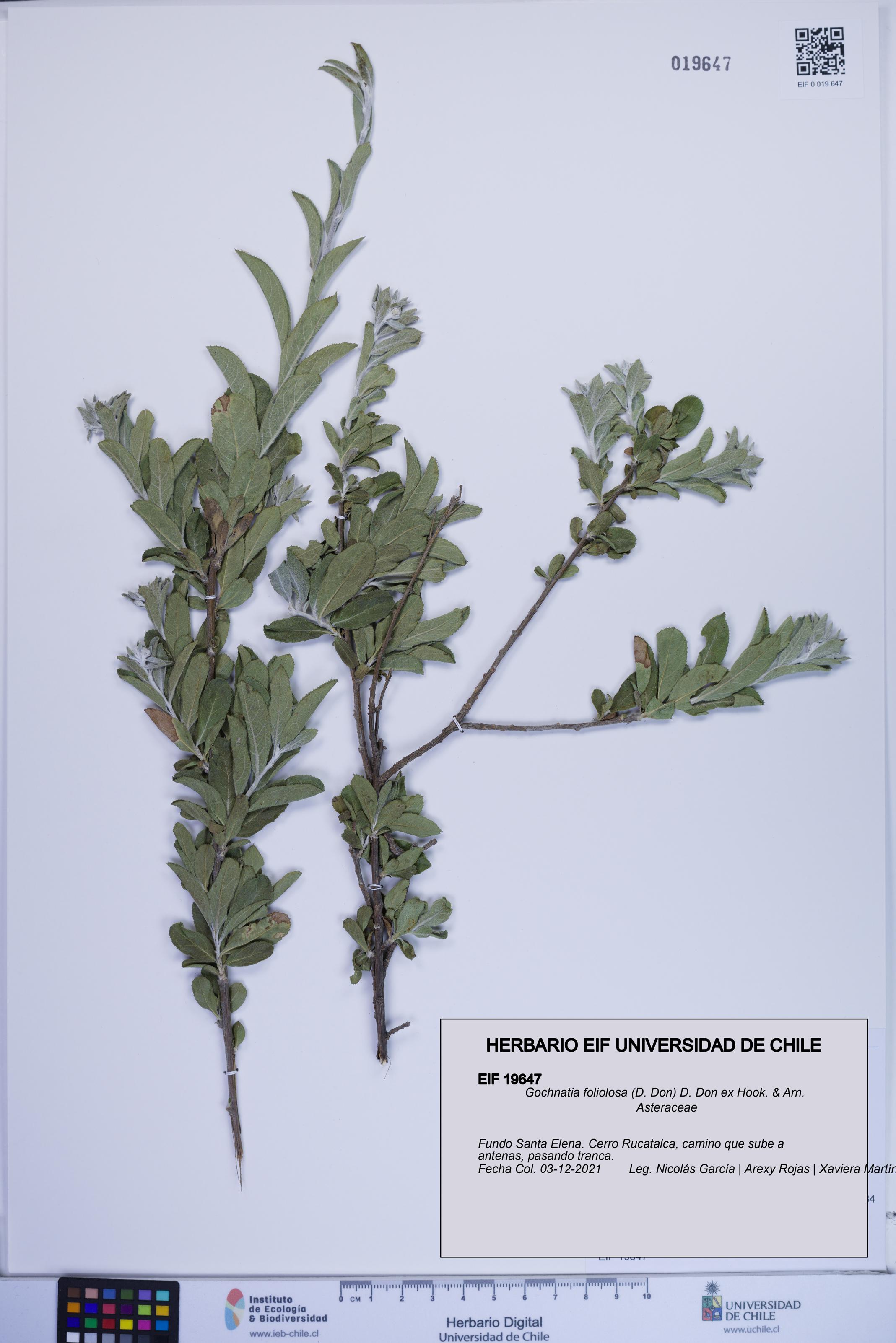 Gochnatia foliolosa [Espécimen: ]