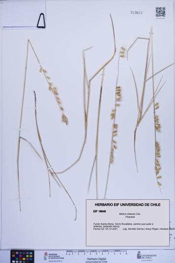 Melica violacea [Espécimen: ]